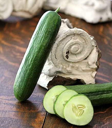 30 Beit Alpha Burpless Sweet Cucumber Seeds, Heirloom Non-GMO, Non-Bitter and Acid Free, Crispy and Delicious, Cucumis sativus, from USA
