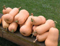 Heirloom Squash Seed Assortment- 5 Heirloom Varieties- 170+ Seeds