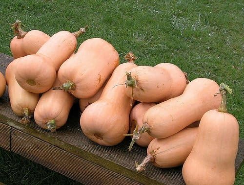 Heirloom Squash Seed Assortment- 5 Heirloom Varieties- 170+ Seeds