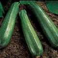 Park Seed Spineless Beauty Hybrid Zucchini Squash Seeds – Open-Habit Plants for Easy Harvesting, Smooth Medium Green Fruits with Minimal Spines, Fast Maturing and Productive, Easy to Grow, Pack of 20
