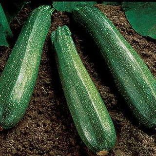 Park Seed Spineless Beauty Hybrid Zucchini Squash Seeds – Open-Habit Plants for Easy Harvesting, Smooth Medium Green Fruits with Minimal Spines, Fast Maturing and Productive, Easy to Grow, Pack of 20