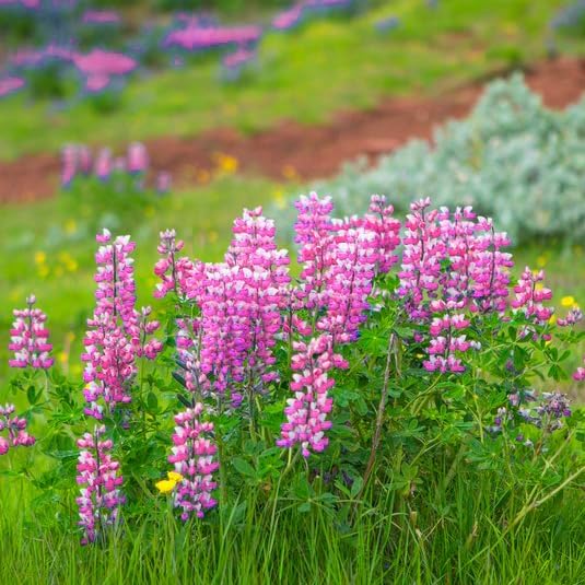 Mixrug Lupine Seeds for Planting, 750pcs Russell Lupin Perennial Flower Seeds Non-GMO Heirloom Rare Plants, Open Pollinated Beauty Home Garden for Outdoors