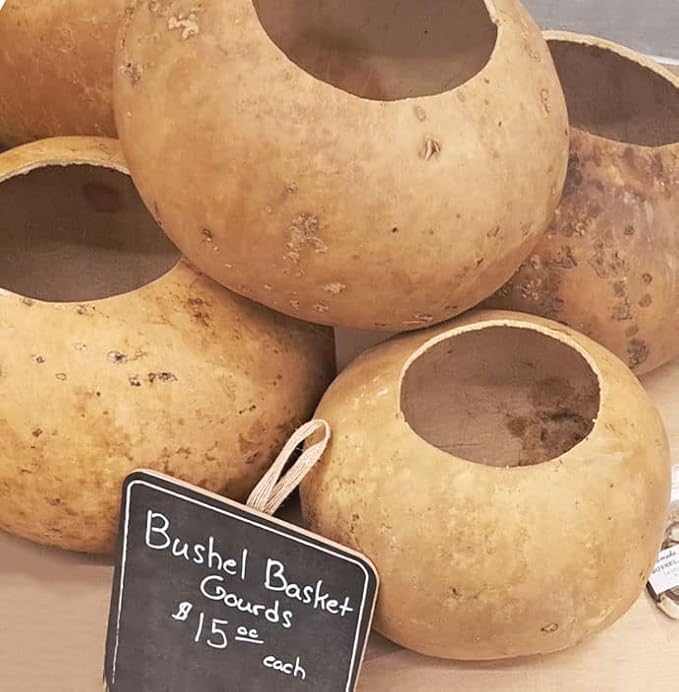 Bushel Basket Gourd Seeds (Lagenaria siceraria) 10 Seeds (3 g) - Huge Gourds for Crafts by Smoke Camp Crafts