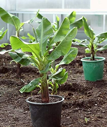Seeds Ornamental Banana Tree - Tree for Planting - GMO Free