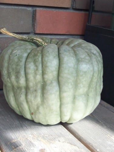 Heirloom Squash Seed Assortment- 5 Heirloom Varieties- 170+ Seeds