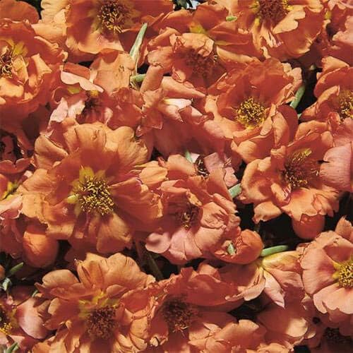 Outsidepride Tangerine Moss Rose Seeds - 250 Pcs Annual, Drought & Heat Tolerant, Pollinator Friendly Ground Cover Seeds for Planting w/Vibrant Blooms & Succulent Foliage, Ideal for Xeriscaping