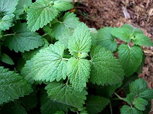 Seeds4planting - Seeds Catmint (Catnip Catwort Catswort) Perennial Herbs Non GMO
