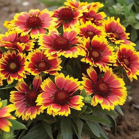 Blanketflower Gaillardia Seeds (Gaillardia aristata) – 500+ Non-GMO Heirloom Seeds by Isla’s Garden Seeds, Vibrant Perennial Wildflowers, Attracts Butterflies & Bees, Drought-Tolerant & Easy to Grow