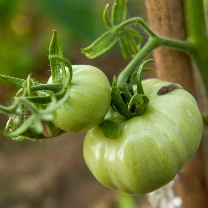 Beefsteak Tomato Plants, Live Tomatoes Plant in 4 Inch Pot, Size 4 to 6 Inch Tall