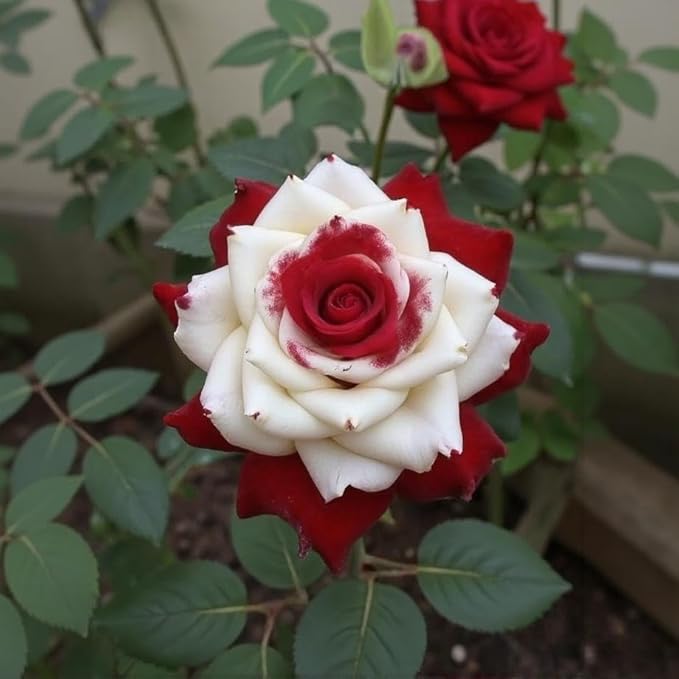 100pcs Rare Twin Red White Rose Seeds for Planting – Heirloom Perennial Climbing Roses, Fragrant Garden Flowers, Non-GMO, Ideal for Outdoor Gardens and Trellises