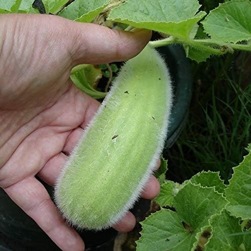NIKA SEEDS - Seeds Vegetable Cucamelon (Cross Cucumber and Melon) Vine - 20 Seeds