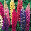 Dirt Goddess Super Seeds~ Lupine Mix Flower Seed 7 Species of Wildflower Seeds (1/4 Lb)