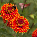 Park Seed Crouching Tiger Zinnia Seeds – Pack of 250 Seeds, Fleuroselect Novelty Award Winner, Bicolor Double Blooms, Non-GMO, Versatile for Landscape and Cutting, Early and Long Blooming