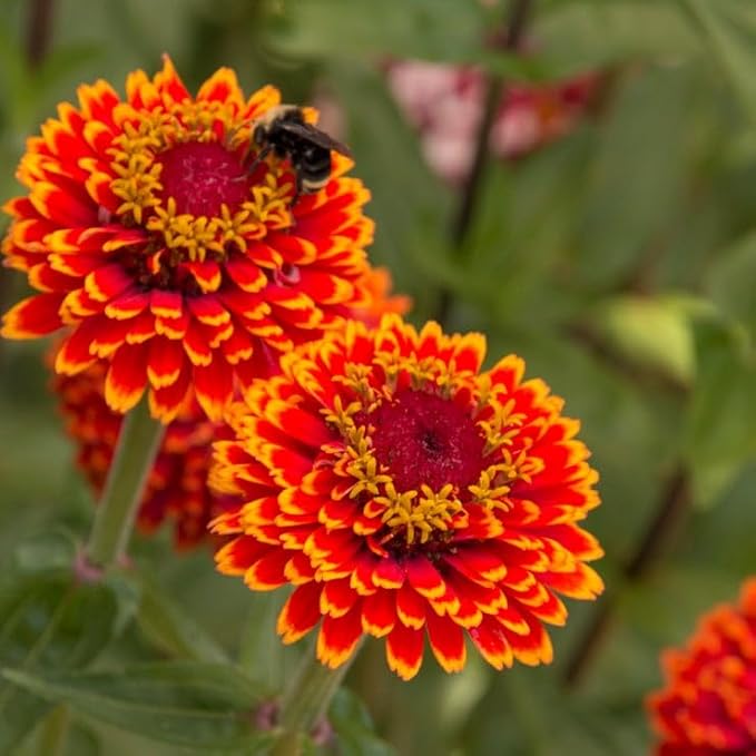 Park Seed Crouching Tiger Zinnia Seeds – Pack of 250 Seeds, Fleuroselect Novelty Award Winner, Bicolor Double Blooms, Non-GMO, Versatile for Landscape and Cutting, Early and Long Blooming