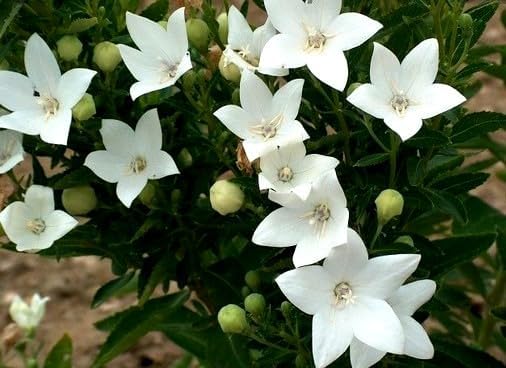 Balloon Flower Seed Mix White and Blue Japanese Bellflower 100 Seeds for Planting