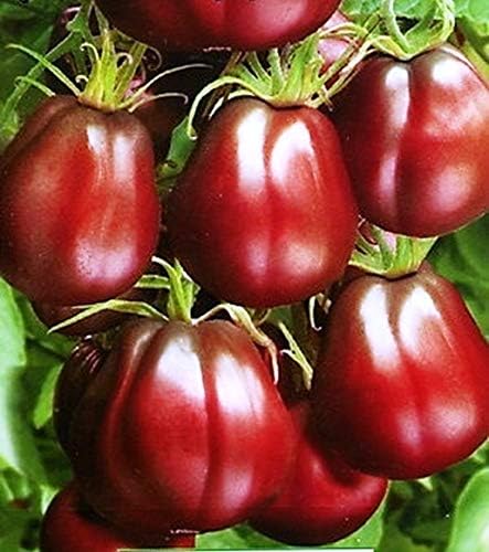 Seeds4planting - Seeds Tomato Black Truffle Heirloom Vegetable Non GMO