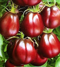 Seeds4planting - Seeds Tomato Black Truffle Heirloom Vegetable Non GMO