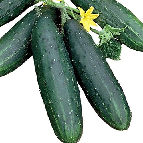 Park Seed Variety of Cucumber Seeds, Planting Cucumbers, Vegetable Seeds, Easy to Grow, Non-GMO, Perfect for Harvesting, Spacemaster, Pack of 30