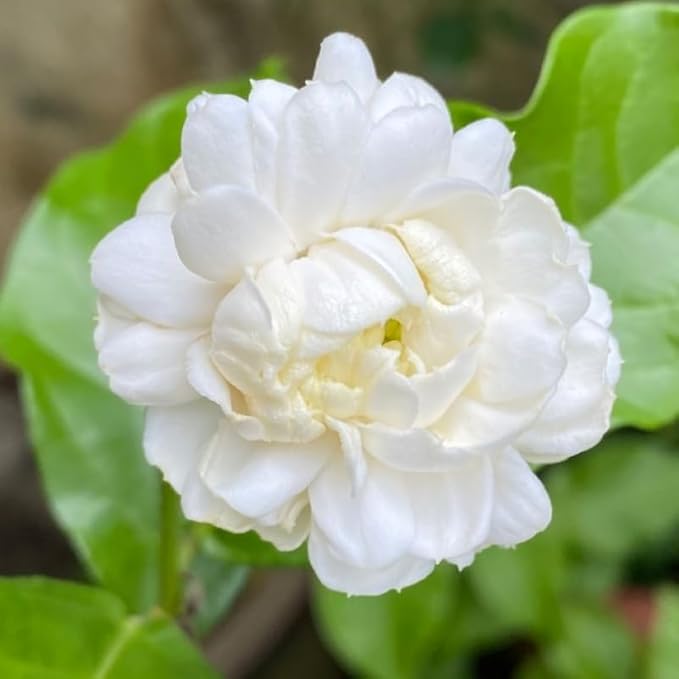 2 Duke of Tuscany Jasmine Plants 4–8 Inch, Live Fragrant Jasmine Flowering Vine, Sweet Scented Blooms, Easy Care Indoor or Outdoor