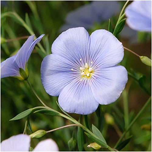 Seed Needs Perennial Wildflower Seed Mix | 2 Ounce 30,000+ Seeds 16 Species Perennial Seeds for Planting | Pollinator Garden Favorites Include Lupine, Blanket Flower, Black Eyed Susans | Bulk