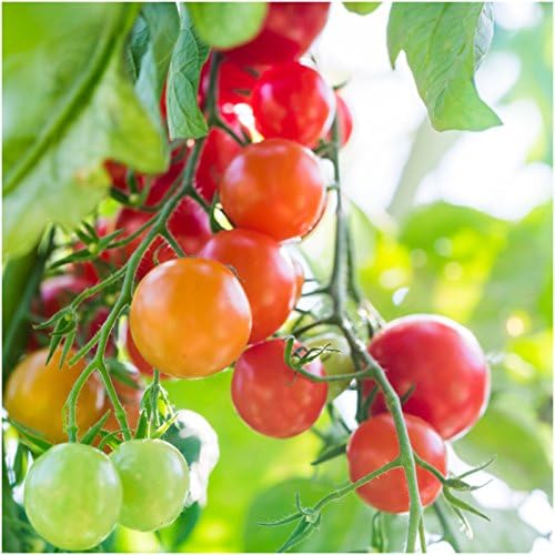 Seed Needs Tomato Seeds for Planting Large Red Cherry Tomatoes - Non-GMO Heirloom & Untreated Indeterminate Variety to Plant an Outdoor Home Grown Vegetable Garden (1 Pack)