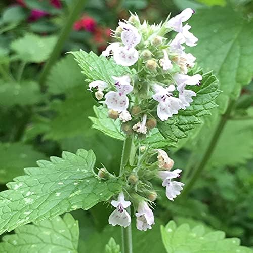 Catnip (25+ Seed Pack) - COOL BEANS N SPROUTS Brand - Non-GMO - Home Gardening