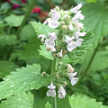 Catnip (25+ Seed Pack) - COOL BEANS N SPROUTS Brand - Non-GMO - Home Gardening