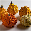 Small Warted Mixed Gourd 1 Oz ~430 Seeds – Cucurbita sp. – 60+ Days – Non-GMO, Open-Pollinated Annual – Colorful Decorative Gourds – Unique Textured Garden Variety