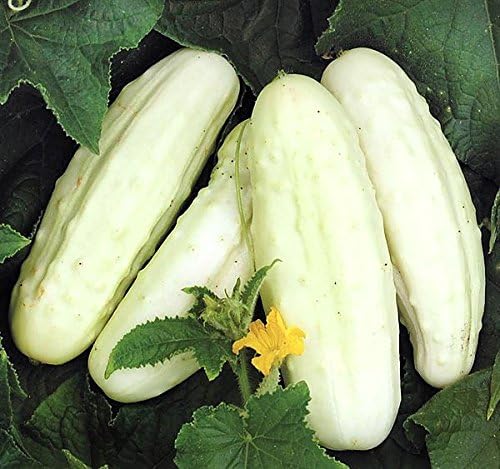 30 White Wonder Sweet Cucumber Seeds, Heirloom Non-GMO, a.k.a. Albino, Ivory King, Jack Frost, Landreths White Slicing, Cucumis sativus, from USA