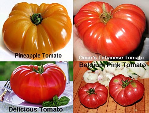 Mixed Seeds 30 Giant Tomato Seeds, Mix of 19 Varieties, Heirloom Non-GMO, Brandywine Black, Red, Yellow and Pink, Mr. Stripey, Old German, Black Krim, from USA Solanum lycoperscium