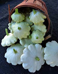 Seeds White Patty Pan Zucchini Squash Heirloom Vegetable for Planting Non GMO