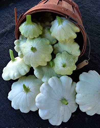 CEMEHA SEEDS - Seeds Scallopini Squash Patty Pan Zucchini White Non GMO Vegetable for Planting