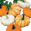 Park Seed Mini Harvest Blend Pumpkin Seeds – Non-GMO Decorative & Edible Miniature Pumpkins in 3 Colors, Space-Saving Powdery Mildew Resistant Varieties, Pack of 25