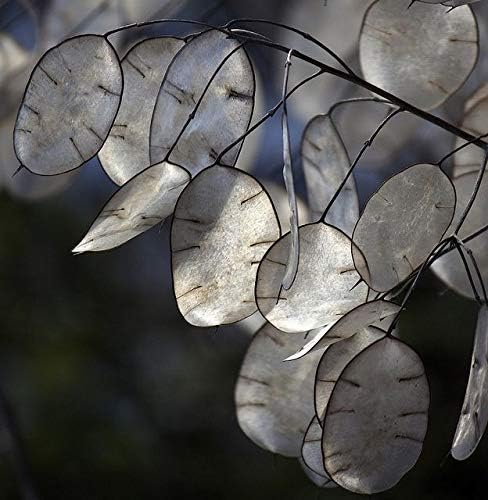 Seeds4planting - Seeds Silver Dollar Money Plant (Lunaria Biennis) Biennial Flowers Non GMO