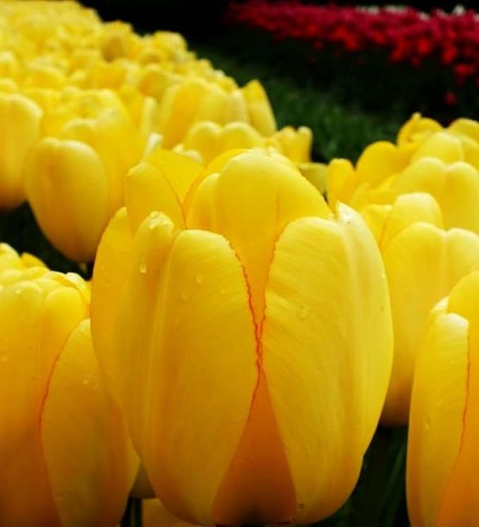 Mix Triumph Tulips 10 Bulbs for Fall Planting Colorful Flower Tulipa Darwin Hybrid Changing Colors Mixture Size 12+ 4 Varieties to Choose (Golden Emperor, 10, Mix Color)