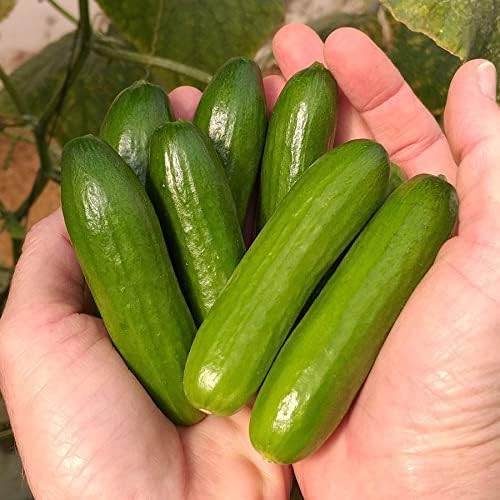 Mini-Me Cucumber Seeds for Planting | Grow Your own Food | Mini Vegetable Seeds for Planting (10 Seeds)