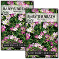 Sow Right Seeds - Carmine Baby's Breath Seeds for Planting - Non-GMO Heirloom Flower Variety - Easy to Grow Gypsophila - Ideal for Garden Borders and Bouquets - Attracts Butterflies (2)