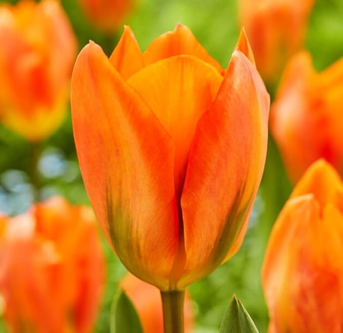 Tulipa Fringed Mixture Tulip Bulbs Size 11/12 for Planting - Plant in Fall, Winter or Early Spring (Orange Emperor, 15, Count)