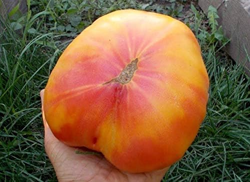 CEMEHA SEEDS - Seeds Rainbow Beefsteak Tomato Giant Rare Indeterminate Non GMO Vegetable for Planting