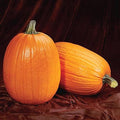 Park Seed Captain Jack Hybrid Pumpkin Seeds – Giant Tall Barrel-Shaped Variety for Carving, Baking, and Fall Displays, Deep Orange Flesh and Curved Handles, Easy to Grow in USA Gardens, Pack of 10
