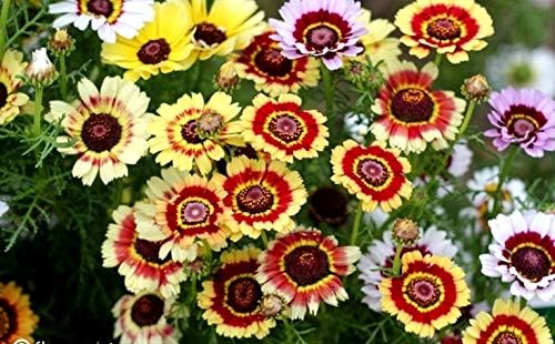 Seeds Multicolor Painted Daisy 100+ Seeds for Planting Chrysanthemum Rainbow Mix Annual