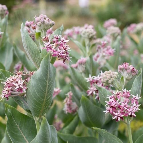 100 Showy Milkweed Seeds, Asclepias Speciosa, by Seeds2Go
