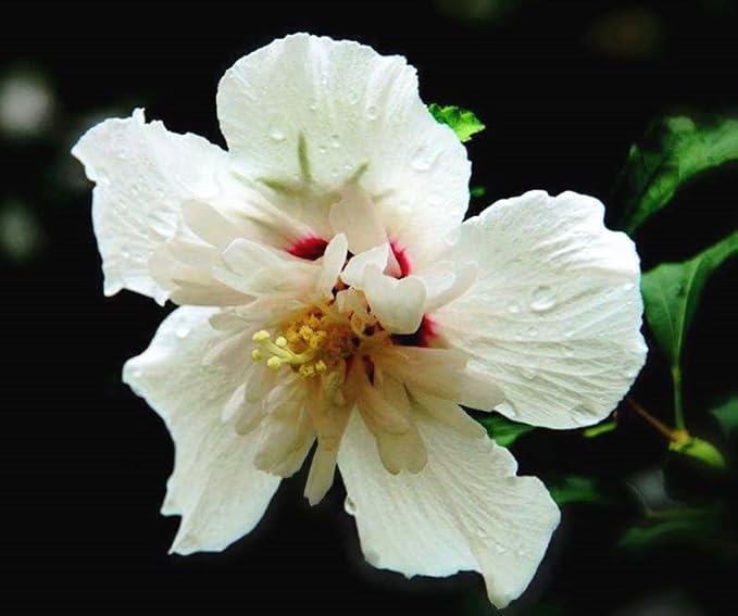 Multicolor Hibiscus Seeds Perennials Rare Non-GMO Heirloom Variety for Your Garden Rose of Sharon Syriacus Hibisceae Beautiful 50pcs