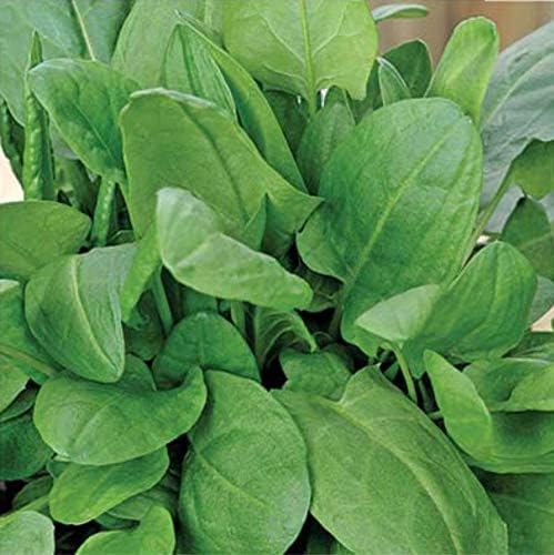 Broadleaf Sorrel Odessa Seeds (Rumex acetosa) Giant Herbs for Planting Non GMO 2000 Seeds