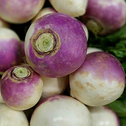 Turnip Garden Seeds - Purple Top White Globe - 7 Gram Packet - Non-GMO, Heirloom Vegetable Garden & Microgreens Seeds