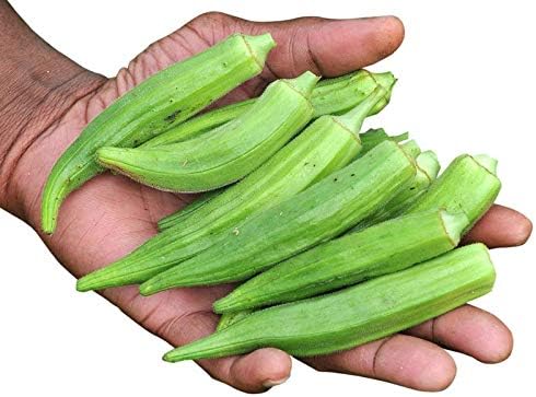 Okra Seeds for Coffee Lady's Finger Bamia Vegetable for Planting Giant Non GMO 20 Seeds