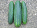 Bulk Organic Marketmore 76 Cucumber Seeds Non GMO (1/2 Lb)