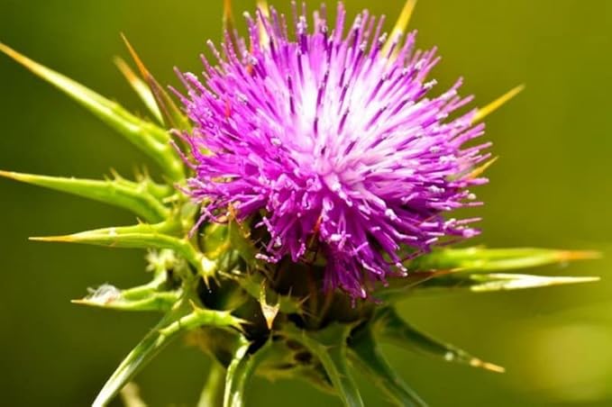 Milk Thistle Seeds – Annual/Biennial Herb (Silybum marianum) | Medicinal Plant, Pollinator-Friendly, Striking Spiny Foliage & Purple Blooms