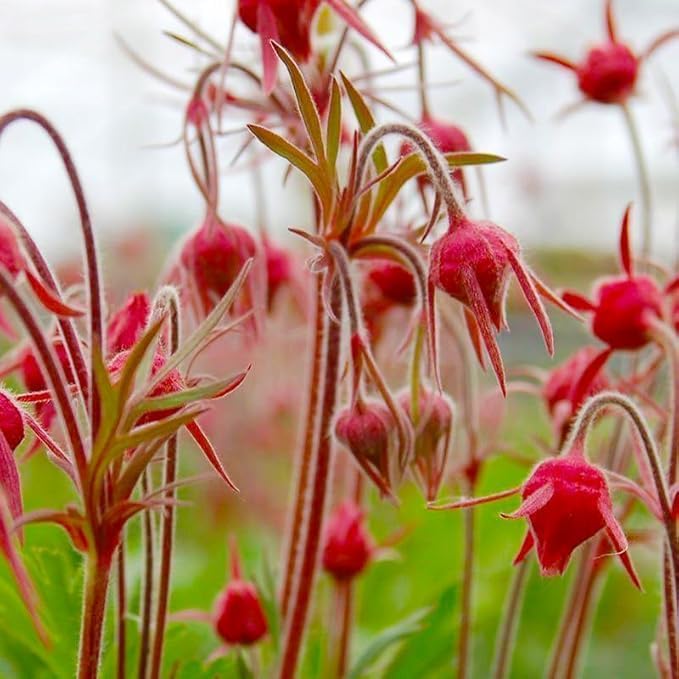 Prairie Smoke Seeds, Geum Triflorum, 50 Pieces, Pink Native Wildflower with Smoky Seed Heads