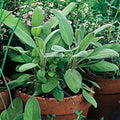 Park Seed Sage Herb Plant Seeds, Easy to Grow, Variety of Colors, Spring Garden, Organic Sage, Pack of 100